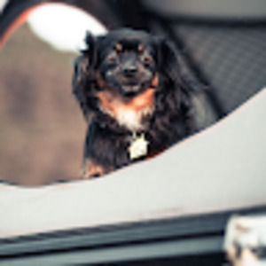 Meet your Posher, James